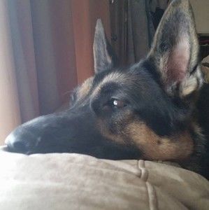 Meet your Posher, Dizzy